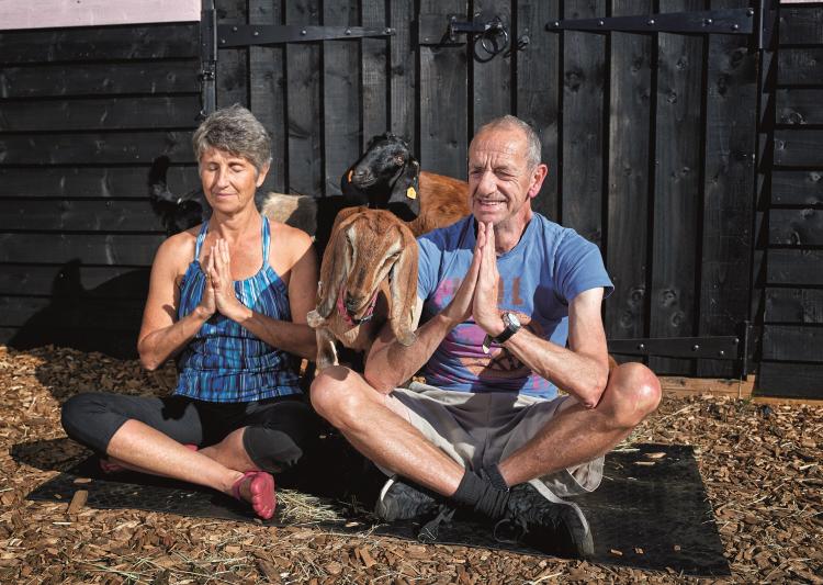 Arthur Smith tries goat yoga in Suffolk