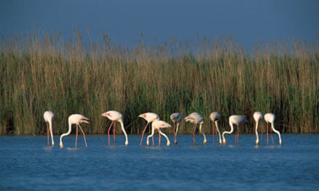 My travels: Camargue, southern France My travels: Camargue, southern France