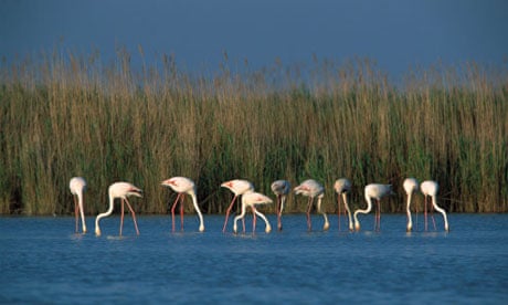 My travels: Camargue, southern France